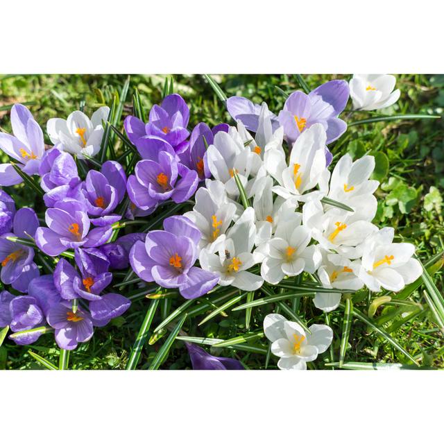 Purple And White Crocuses On A Flowerbed, Close-up. by Sabine Hortebusch - Wrapped Canvas Print Ebern Designs Size: 20cm H x 30cm W x 3.8cm D on Productcaster.