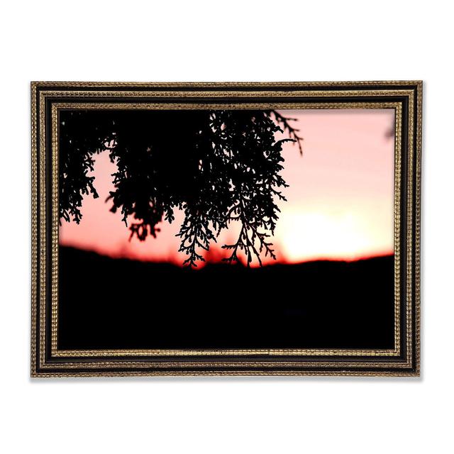 Pine Shrubs In Sunset - Single Picture Frame Art Prints Brayden Studio Size: 29.7cm H x 42cm W x 3cm D, Format: Black / Gold Framed Paper on Productcaster.