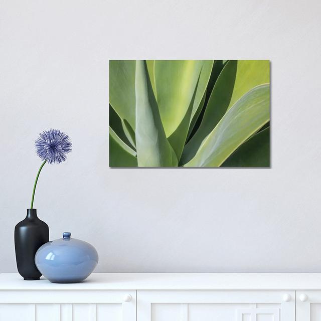 Aloe I by Barbara Markoff - Wrapped Canvas Print Ebern Designs Size: 30.48cm H x 45.72cm W x 1.91cm D on Productcaster.