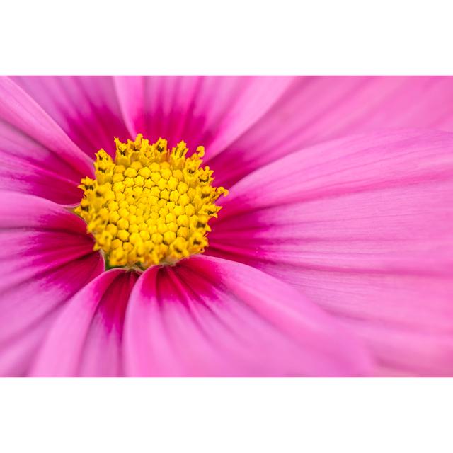 Pink And Vibrant Flower In Bloom by Marcus Lindstrom - Wrapped Canvas Art Prints 17 Stories Size: 81cm H x 122cm W on Productcaster.