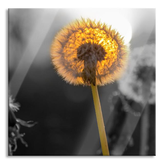 Dandelions at Sunset - Unframed Photograph on Glass Brayden Studio Size: 80cm H x 80cm W x 0.4cm D on Productcaster.