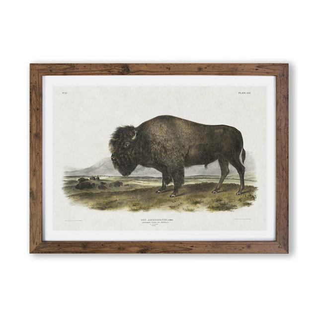 'An American Bison' by J.W. Audubon - Picture Frame Painting Print on Paper East Urban Home Frame Option: Walnut, Size: 33cm H x 45cm W x 2cm D on Productcaster.