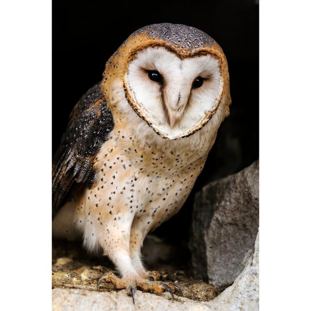 Barn Owl In Hole Of Old Town Wall by Zoran Kolundzija - No Frame Art Prints on Canvas Alpen Home Size: 30cm H x 20cm W on Productcaster.