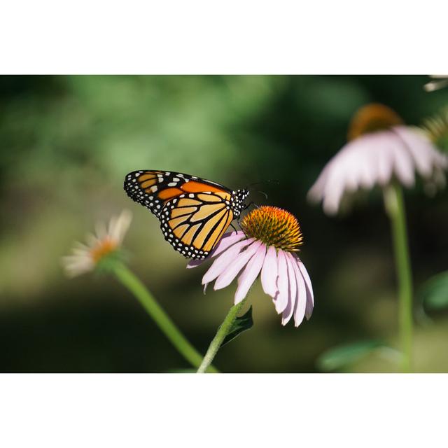 Maicyn Monarch Butterfly by MartinMachnowski - Wrapped Canvas Photograph Brambly Cottage Size: 61cm H x 91cm W x 3.8cm D on Productcaster.