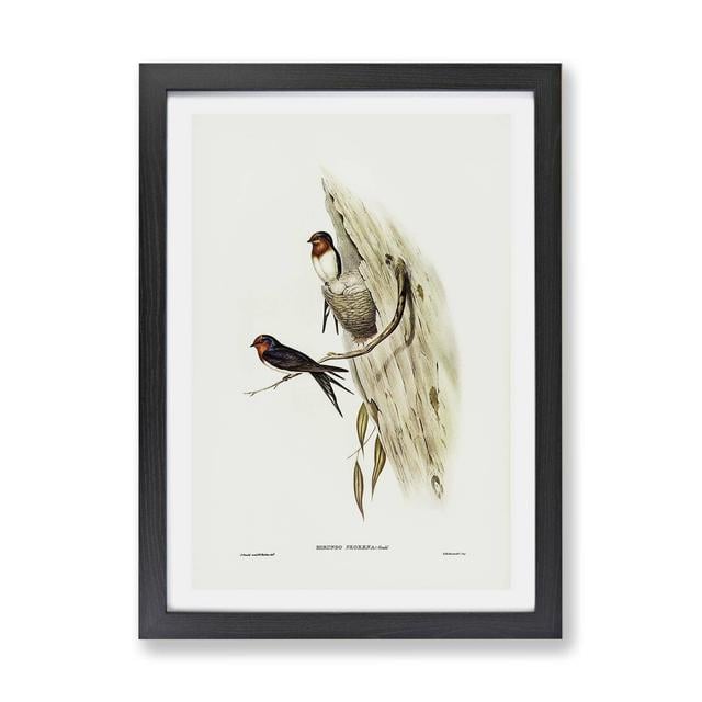 'Welcome Swallows' by Elizabeth Gould - Picture Frame Graphic Art Print on Paper East Urban Home Frame Option: Black, Size: 45cm H x 63cm W x 2cm D on Productcaster.