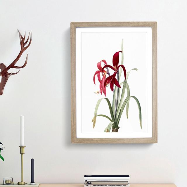 Amaryllis Sprekelia Flowers by Pierre-Joseph Redoute - Picture Frame Painting Print on Paper East Urban Home Size: 33cm H x 24cm W x 2cm D, Frame Opti on Productcaster.