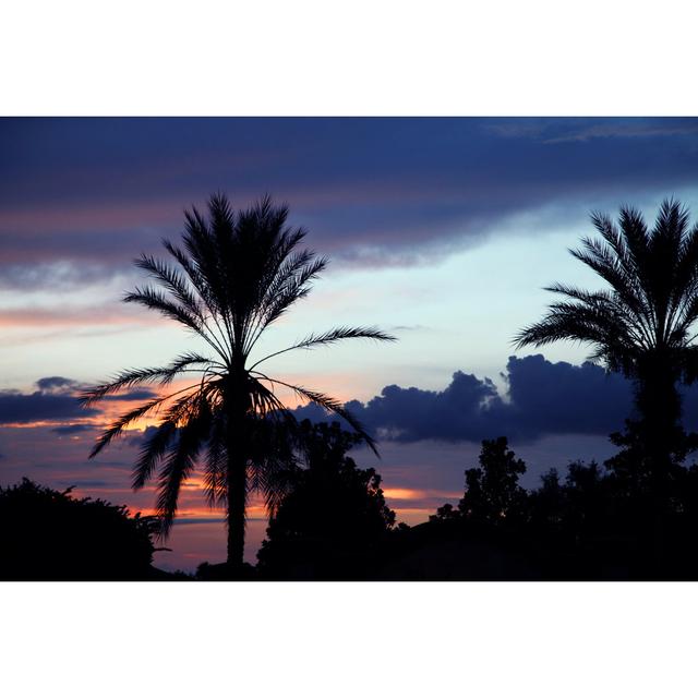 Palm Trees - Wrapped Canvas Photograph 17 Stories Size: 61cm H x 91cm W x 3.8cm D on Productcaster.