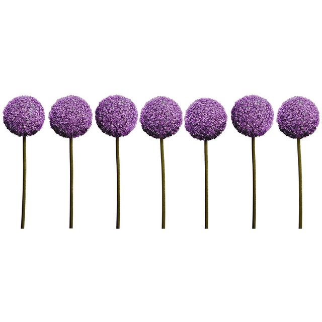 Allium Globularia Wall Sticker East Urban Home Size: 95cm H x 135cm W on Productcaster.