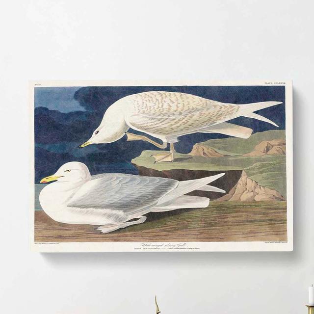 White Winged Silvery Gull by John Audubon - Wrapped Canvas Graphic Art Print East Urban Home Size: 35cm H x 50cm W x 3cm D on Productcaster.