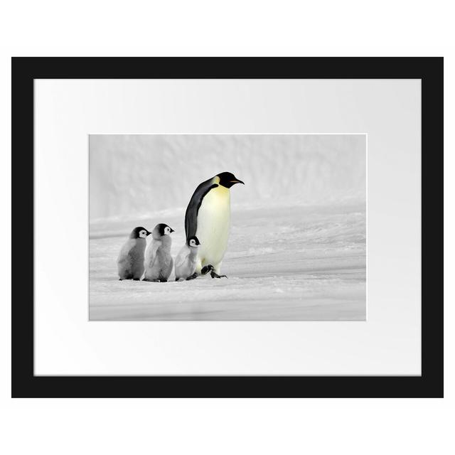 Kaiserpinguine im Schnee Gerahmter Kunstdruck Poster East Urban Home Größe: 30 cm H x 38 cm B x 2,5 cm T, Farbe: Grau/Schwarz on Productcaster.