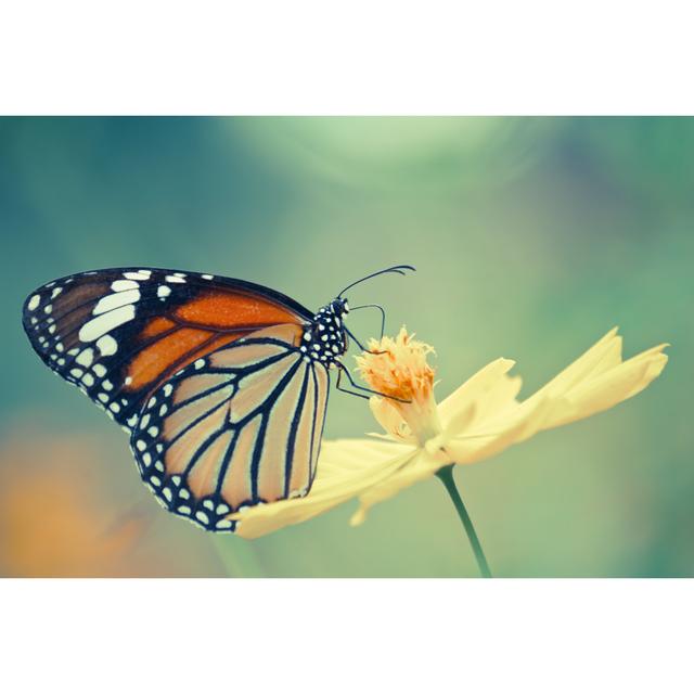 Mailand Monarch Butterfly by Nanoya - Wrapped Canvas Photograph Brambly Cottage Size: 20cm H x 30cm W x 3.8cm D on Productcaster.