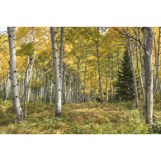 Aspen Grove I by Danny Head - Wrapped Canvas Graphic Art Print Union Rustic Size: 20cm H x 30cm W on Productcaster.