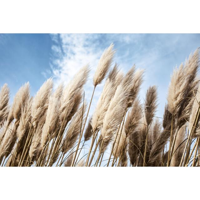 Pampas Grass in the Sky - Wrapped Canvas Photograph 17 Stories Size: 51cm H x 76cm W on Productcaster.