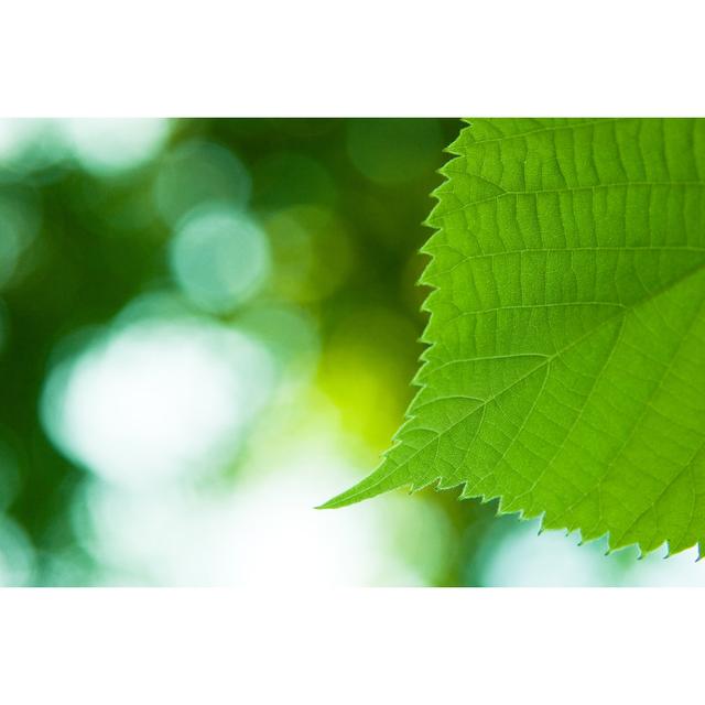 Green Leaf Macro by MoreISO - No Frame Art Prints on Canvas 17 Stories Size: 81cm H x 122cm W on Productcaster.