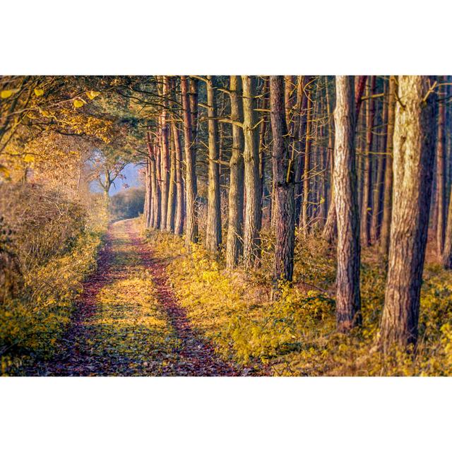 Sherwood Forest, Nottingham by BrettCharlton - No Frame Set on Canvas Alpen Home Size: 80cm H x 120cm W on Productcaster.