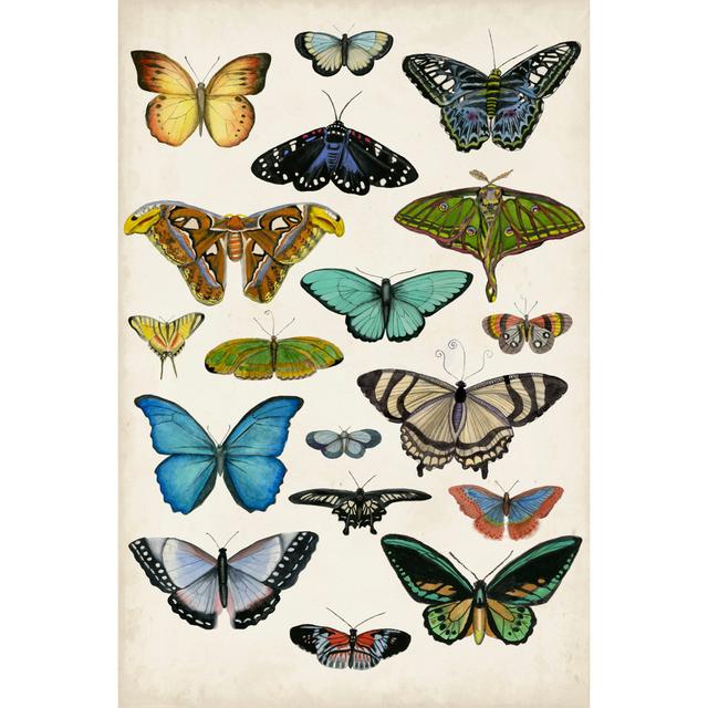 Butterfly Taxonomy I Brambly Cottage Size: 76cm H x 51cm W on Productcaster.