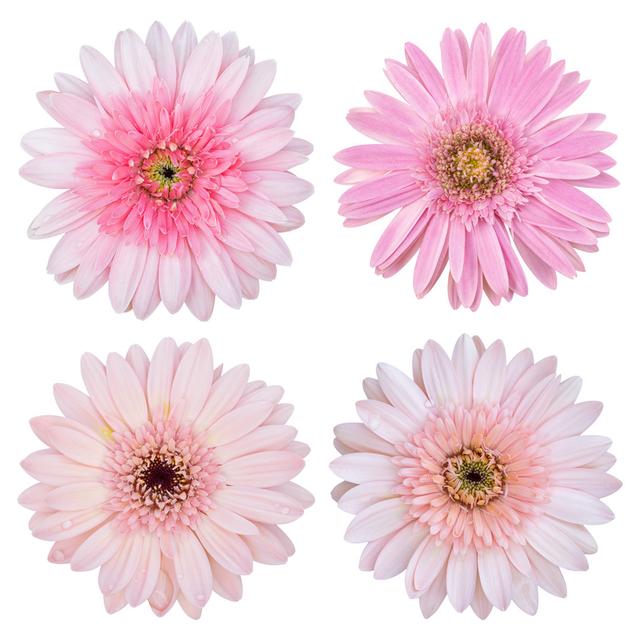 Set of Pink Gerbera Flower Isolated on White - Wrapped Canvas Photograph Ebern Designs Size: 51cm H x 51cm W on Productcaster.