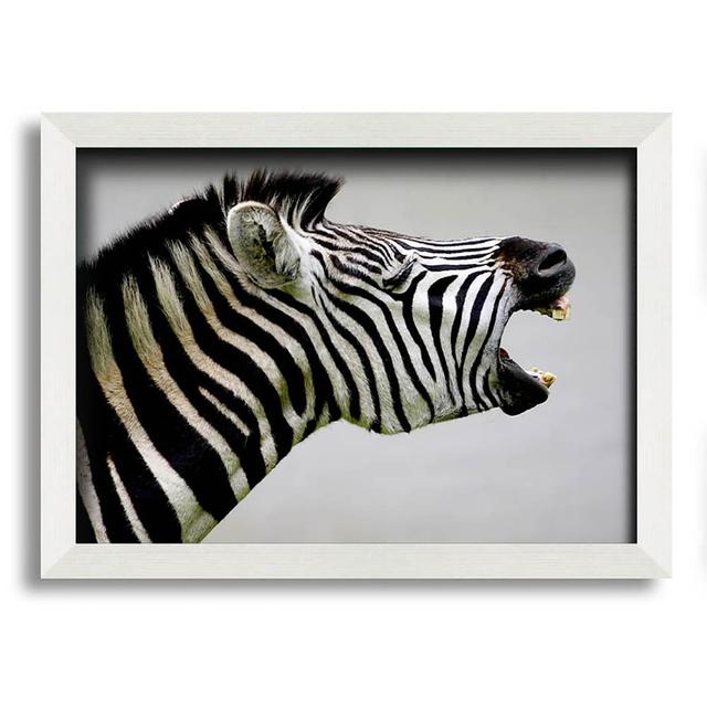 Aradale Laughing Zebra - Print Latitude Run Size: 29.7cm H x 42cm W x 10cm D on Productcaster.