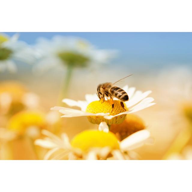 Honey Bee by Martin-dm - Wrapped Canvas Print Brambly Cottage Size: 51cm H x 76cm W on Productcaster.