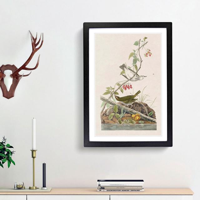 Golden-Crowned Thrush by John James Audubon - Picture Frame Art Print East Urban Home Frame Option: Black Framed, Size: 65cm H x 48cm W x 2cm D on Productcaster.