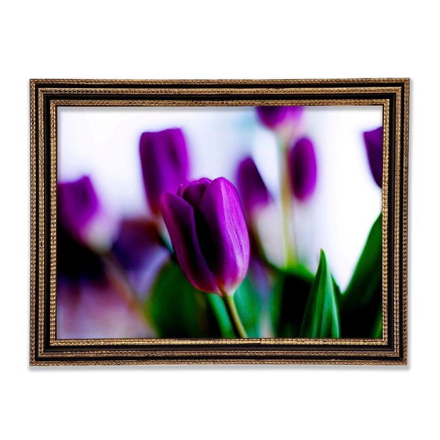 Purple Tulips Framed Print Ebern Designs Size: 84.1cm H x 118.9cm W x 3cm D, Format: Gold Framed Paper on Productcaster.