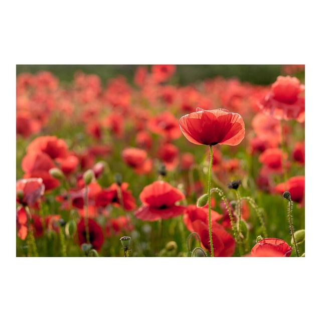 Poppy Field in Sunlight Semi-Gloss Wallpaper Roll East Urban Home Size: 4.32m x 290cm, Material quality: Standard (110g/m²) on Productcaster.