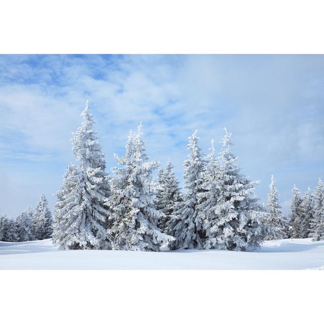 Winterwald von Borchee - Druck auf Leinwand ohne Rahmen Alpen Home Größe: 50 cm H x 75 cm B on Productcaster.