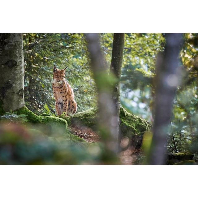 Lynx in Bavarian Forest - Wrapped Canvas Photograph ClassicLiving Size: 51cm H x 76cm W on Productcaster.