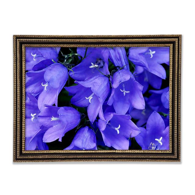 Purple Bluebells - Single Picture Frame Print Brayden Studio Size: 29.1cm H x 42cm W x 3cm D, Format: Rembrandt Black/Gold Framed Paper on Productcaster.