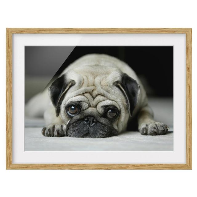 Pug Loves You - Picture Frame Photograph Art Print on Paper East Urban Home Frame Options: Natural oak wood, Size: 40cm H x 55cm W on Productcaster.