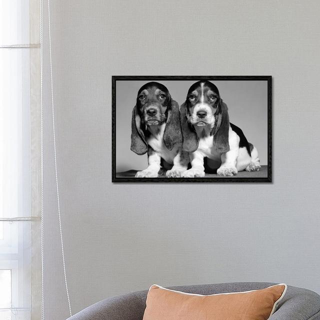 1960s Pair Of Basset Pups Sitting Shoulder-To-Shoulder Looking At Camera by Vintage Images - Gallery-Wrapped Canvas Giclée on Canvas Ebern Designs For on Productcaster.