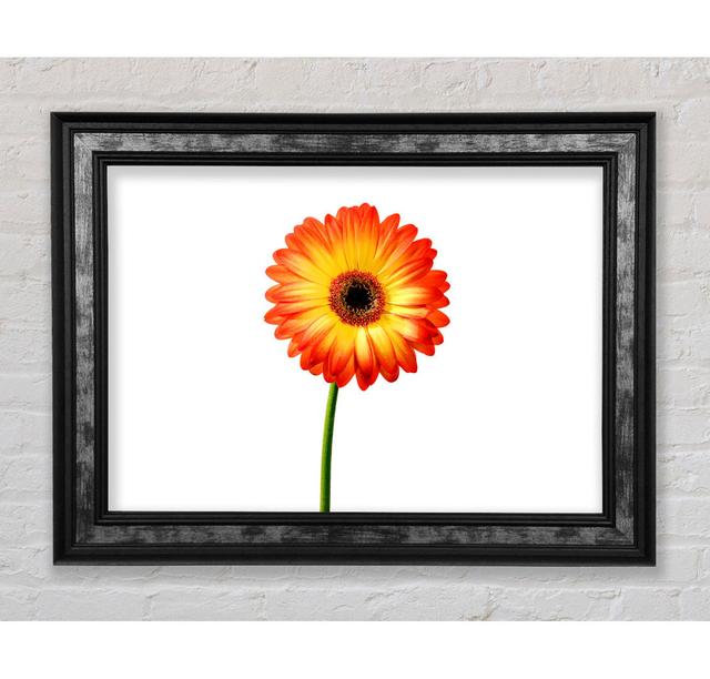 Orange Gerbera - Single Picture Frame Art Prints Bright Star Colour: White, Size: 59.7cm H x 84.1cm W x 8cm D on Productcaster.