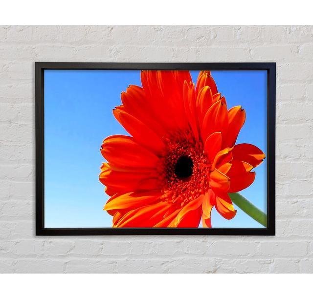 Orange Gerbera Skies Framed Print Ebern Designs Size: 59.7cm H x 84.1cm W on Productcaster.