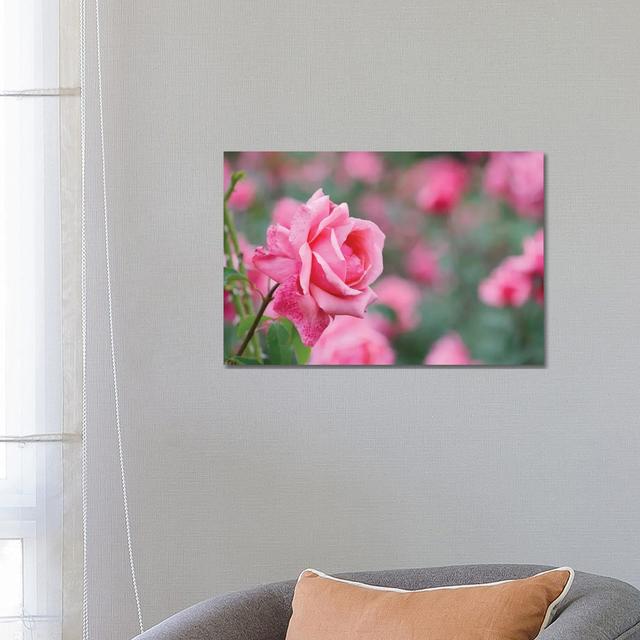 Garden Of Blooming Roses II by Mike Kiev - Wrapped Canvas Print Fairmont Park Size: 45.72cm H x 66.04cm W x 1.91cm D on Productcaster.