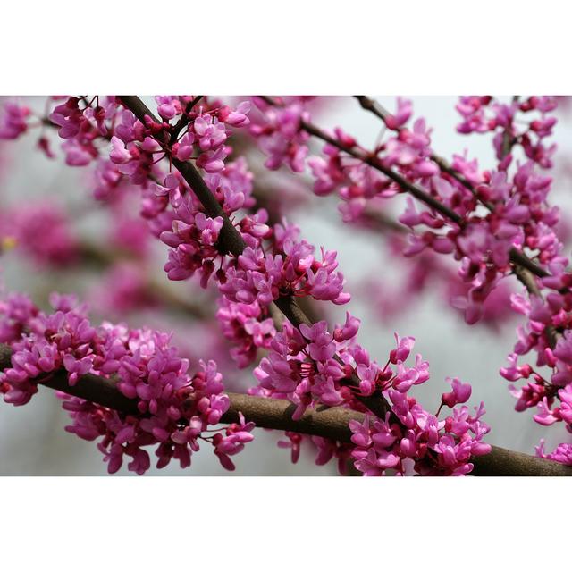 Redbud Tree Blooms by Jilllang - Wrapped Canvas Photograph Marlow Home Co. Size: 30cm H x 46cm W on Productcaster.