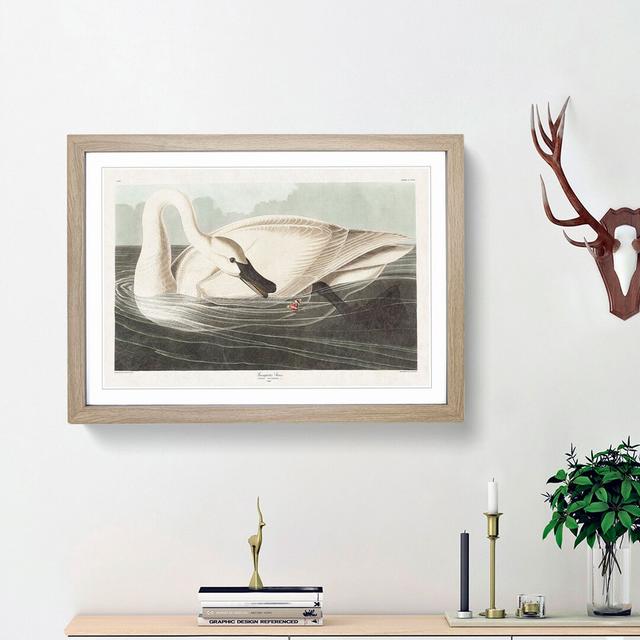 Trumpeter Swan by John James Audubon - Picture Frame Painting Print East Urban Home Size: 36cm H x 48cm W x 2cm D, Frame Option: Oak Framed on Productcaster.