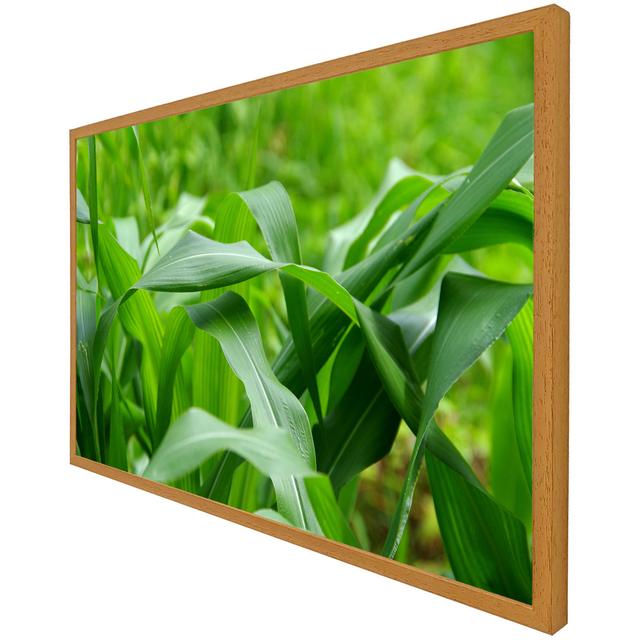 Christoval Green Leaves Corn Fields As Background - Single Picture Frame Art Prints Latitude Run Size: 25cm H x 31cm W x 4cm D, Frame Option: Oak Fram on Productcaster.