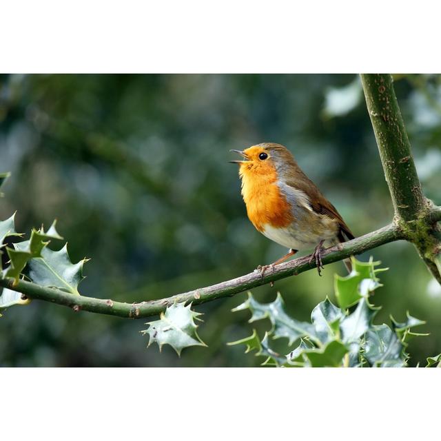 Robin by Andrew_Howe - Wrapped Canvas Art Prints 17 Stories Size: 40cm H x 60cm W on Productcaster.