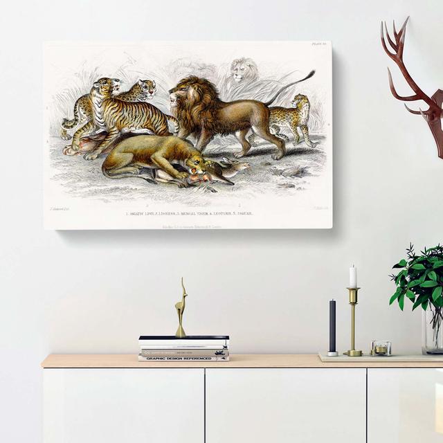 Lion, Tiger, Leopard & Jaguar by Oliver Goldsmith - Wrapped Canvas Art Print East Urban Home Size: 40cm H x 60cm W x 3cm D on Productcaster.