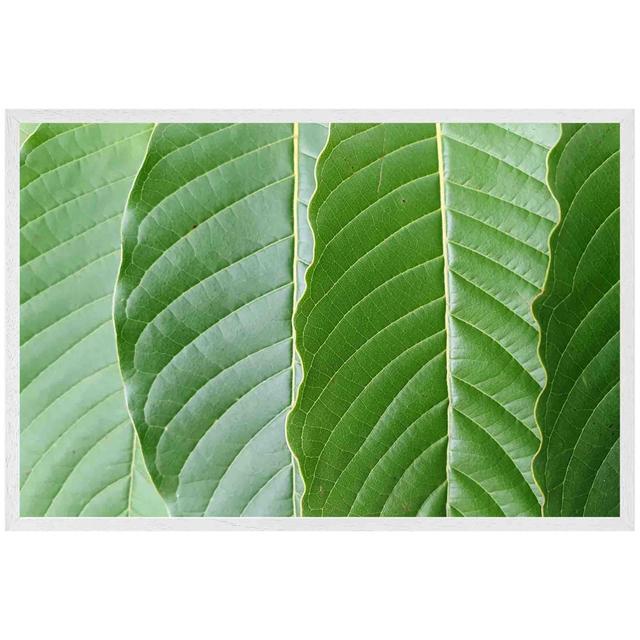 Khader Close Up Of Green Leaves - Single Picture Frame Print 17 Stories Size: 31cm H x 41cm W x 4cm D, Frame Colour: White on Productcaster.