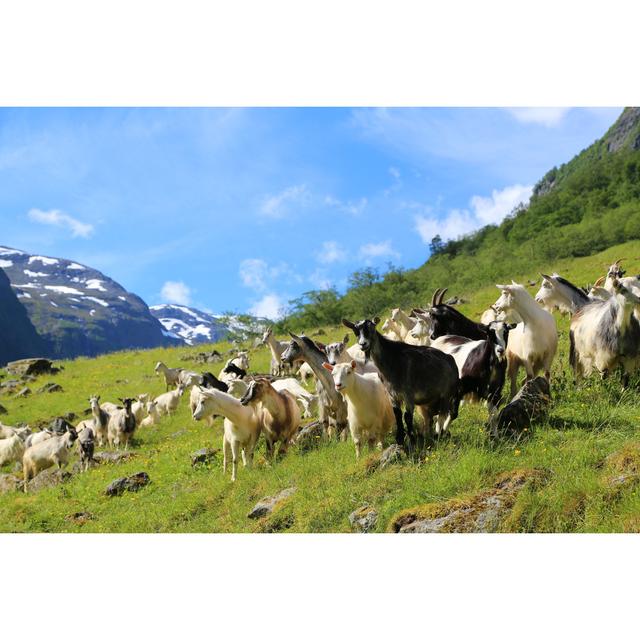 Goat on Fjord Mountain by Claudiovidri - Wrapped Canvas Photograph 17 Stories Size: 20cm H x 30cm W on Productcaster.