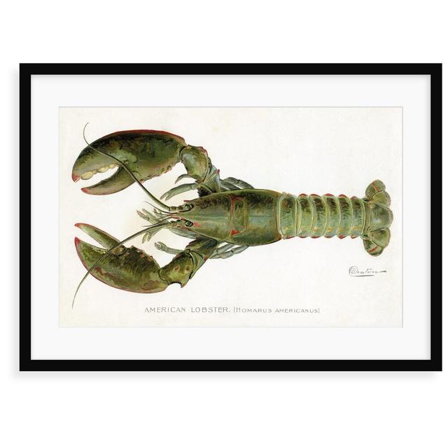 American Lobster (Homarus Americanus Illustration - Graphic Art Print Breakwater Bay Format: Framed Paper, Size: 50 cm H x 70 cm W x 2.3 cm D on Productcaster.