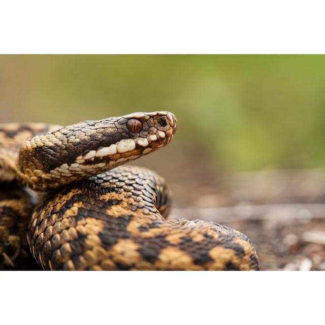 Adder - Vipera Berus by Jamie Hall - Wrapped Canvas Photograph Union Rustic Size: 51cm H x 76cm W on Productcaster.