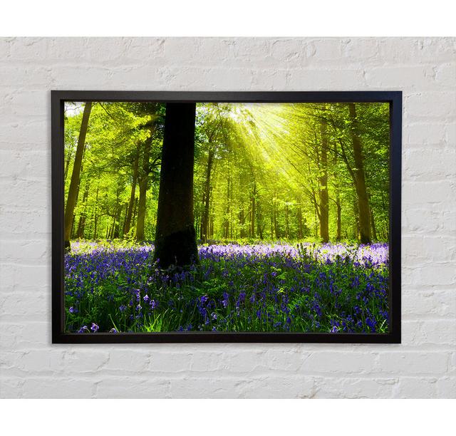 Bluebell Sun Blaze - Single Picture Frame Art Prints on Canvas Bright Star Size: 59.7cm H x 84.1cm W x 3.3cm D on Productcaster.