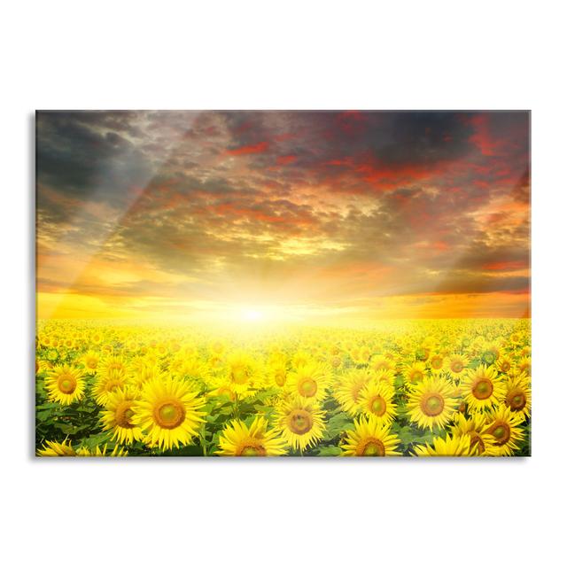 Sunflower Field - Unframed Photograph on Glass August Grove Size: 60cm H x 80cm W x 0.4cm D on Productcaster.