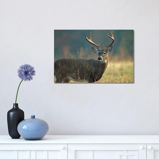 White-Tailed Deer Portrait, North America by Tim Fitzharris - Wrapped Canvas Photograph Alpen Home Size: 30.48cm H x 45.72cm W x 1.905cm D on Productcaster.