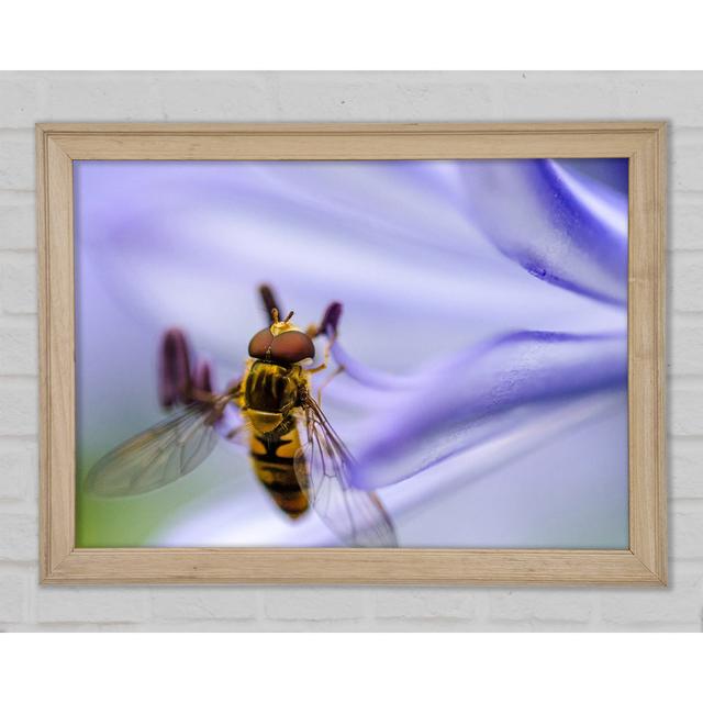 Hover Fly On A Purple Flower Framed Print August Grove Size: 42cm H x 59.7cm W x 1.5cm D, Format: Natural Framed Paper on Productcaster.