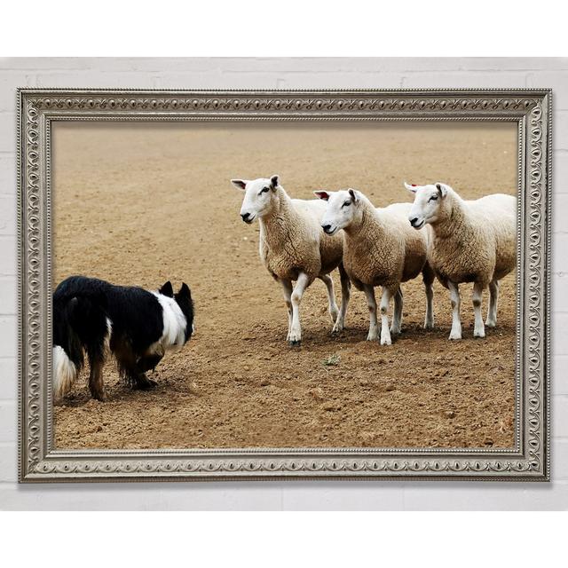 Sheepdog Roundup - Single Picture Frame Art Prints August Grove Size: 42cm H x 59.7cm W on Productcaster.