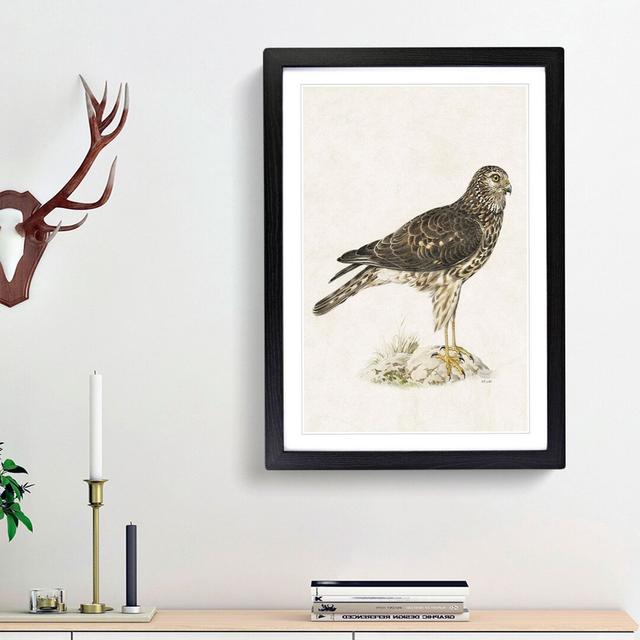 Hen Harrier by Von Wright - Picture Frame Painting Print East Urban Home Frame Option: Black Framed, Size: 87cm H x 62cm W x 2cm D on Productcaster.