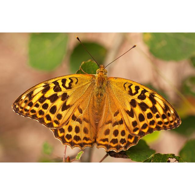 Schmetterling Argynnis Adippe von JeanRee - Drucken Brambly Cottage Größe: 50cm H x 75cm B x 1,8cm T on Productcaster.